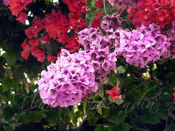 Great Bougainvillea
